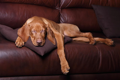 dog on sofa